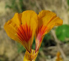 Tropaeolum majus (Garden Nasturtium) - CLICK TO ENLARGE PHOTO